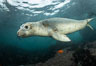 Juvenile Northern Elephant Seal Underwater, Coronado Islands, Mexico. Coronado Islands (Islas Coronado), Baja California. Image #36465