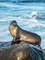 California Sea Lion Posing of Rocks in La Jolla, near San Diego California. USA. Image #36590