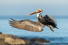 California Brown Pelican In Flight, La Jolla California. Image #36622