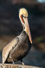 California Brown Pelican Portrait, La Jolla California. Image #36623