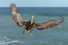 California brown pelican in flight, spreading wings wide to slow in anticipation of landing on seacliffs. La Jolla, USA. Image #36735