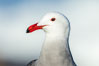 Heermanns gull portrait, La Jolla, California. USA. Image #36758