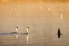 Courting Pair of Western Grebes at Sunrise, mist of Lake Hodges, San Diego. California, USA. Image #36777