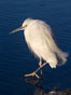 Snowy egret, Mission Bay, San Diego. The snowy egret can be found in marshes, swamps, shorelines, mudflats and ponds.  The snowy egret eats shrimp, minnows and other small fish,  crustaceans and frogs.  It is found on all coasts of North America and, in winter, into South America. Image #36825