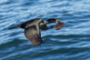 Brandt's Cormorant Flying with Nesting Material, a clump of seaweed (marine algae), La Jolla. California, USA. Image #36837