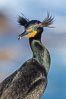 Double-crested cormorant nuptial crests, tufts of feathers on each side of the head, plumage associated with courtship and mating. La Jolla, California, USA. Image #36848