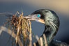 Brandt's Cormorant carrying nesting material in its beak. La Jolla, California, USA. Image #36870
