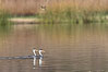 Clarks Grebes, courting pair, Lake Hodges. Image #36885