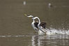 Western Grebes rushing in a courtship display. Rushiing grebes run across the water 60 feet (20m) or further with their feet hitting the water as rapidly as 20 times per second. Lake Hodges, San Diego. Image #36889