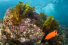 Coronado Islands Underwater Reefscape, various algae on rocky reef. Coronado Islands (Islas Coronado), Baja California, Mexico. Image #37048