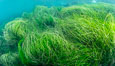 Surfgrass (Phyllospadix), moving with waves in shallow water, San Clemente Island. California, USA. Image #37064