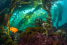Garibaldi swims in the kelp forest, sunlight filters through towering giant kelp plants rising from the ocean bottom to the surface, underwater. San Clemente Island, California, USA. Image #37091