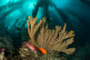 Sheephead wrasse, Garibaldi and golden gorgonian, with a underwater forest of giant kelp rising in the background, underwater. San Clemente Island, California, USA. Image #37093