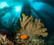Garibaldi and golden gorgonian, with a underwater forest of giant kelp rising in the background, underwater. San Clemente Island, California, USA. Image #37094