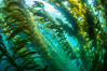 Sunlight glows throughout a giant kelp forest. Giant kelp, the fastest growing plant on Earth, reaches from the rocky reef to the ocean's surface like a submarine forest. San Clemente Island, California, USA. Image #37103