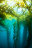 Kelp forest near Eagle Rock, West End, Catalina Island. Image #37139