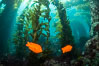 Garibaldi in kelp forest, Catalina Island. Image #37145