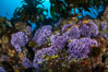 California reef covered with purple hydrocoral (Stylaster californicus, Allopora californica), Farnsworth Banks. Catalina Island, USA. Image #37177