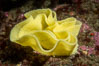 Nudibranch egg mass, likely that of Peltodoris nobilis. San Diego, California, USA. Image #37206