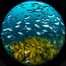 Huge mixed schools of fish on Farnsworth Banks, Catalina Island, California. A veritable fish storm of epic proportions centered on Farnsworth Banks was experienced by divers for a few weeks in 2021. USA. Image #37244
