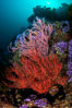 Red gorgonian Leptogorgia chilensis. The lower sea fan has its polyps retracted while the upper sea fan has all of its polyps extended into the current. Farnsworth Banks, Catalina Island, California. USA. Image #37266