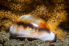 Chestnut cowrie with mantle withdrawn, in front of golden gorgonian. San Diego, California, USA. Image #37289