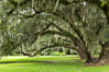 Southern Live Oaks form a shady canopy, Magnolia Plantation, Charleston, South Carolina. USA. Image #37406