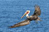 California brown pelican in flight, spreading wings wide to slow in anticipation of landing on seacliffs. Image #37408