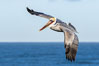 California Brown pelican in flight, soaring along sea cliffs above the ocean in La Jolla, California. The wingspan of the brown pelican is over 7 feet wide. The California race of the brown pelican holds endangered species status. Image #37410