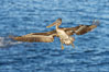 California brown pelican in flight, spreading wings wide to slow in anticipation of landing on seacliffs. Image #37422