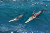 California sea lions body surfing on large waves, shorebreak, La Jolla. USA. Image #37530