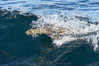 California sea lion body surfing on large waves, shorebreak, La Jolla. USA. Image #37532