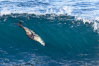 California sea lion body surfing on large waves, shorebreak, La Jolla. Sea lions are the original body surfers and still the best. USA. Image #37533