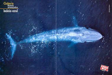 Blue Whale Aerial Spread Blue Whale Aerial Spread