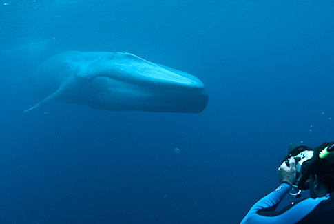 Enormous blue whale approaches me in the open ocean, photo by Mike Johnson / Earthwindow.com