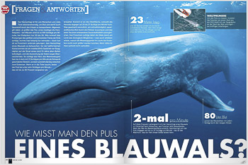 Welt Der Wunder, blue whale