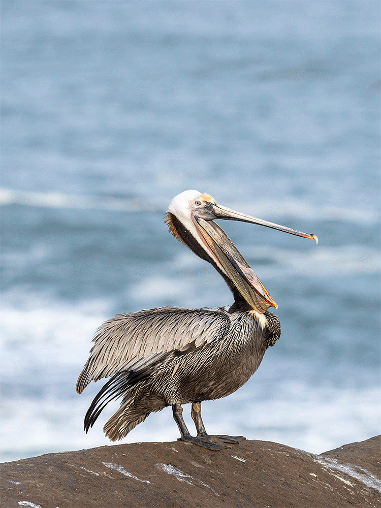 Brown pelican head throw animated GIF