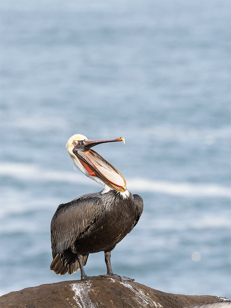Brown pelican head throw animated GIF