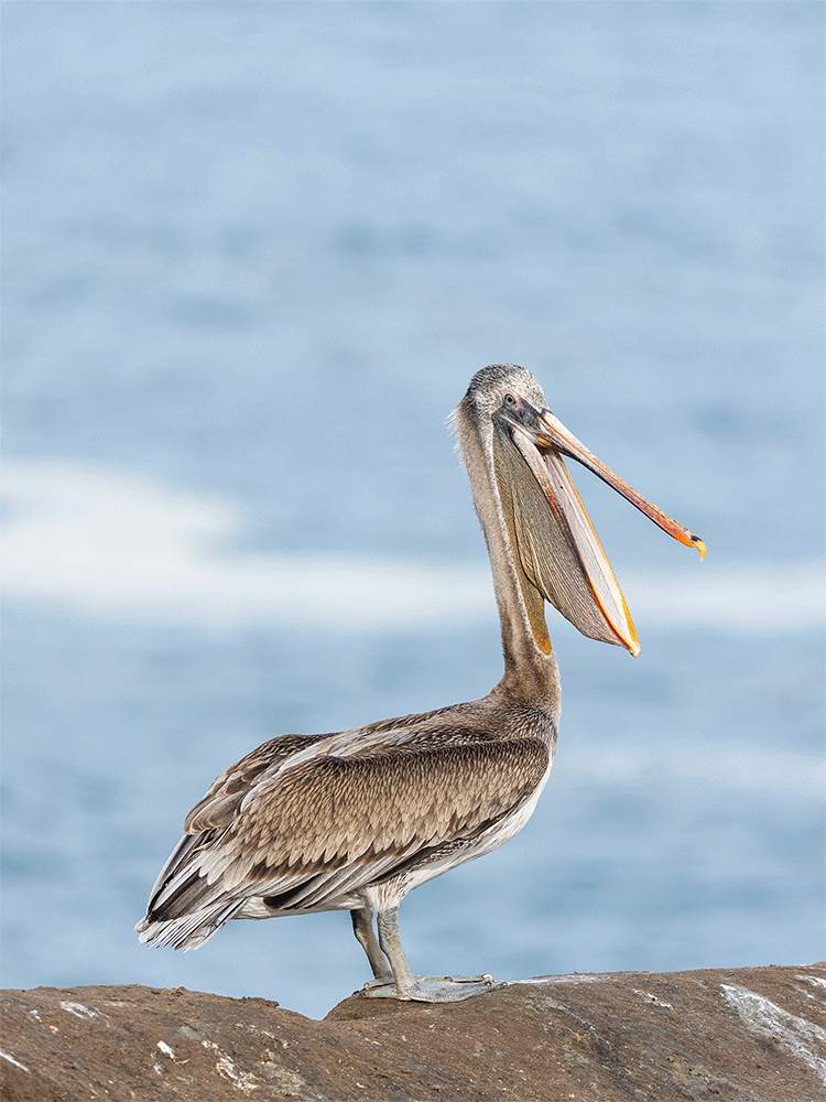 Brown pelican head throw animated GIF