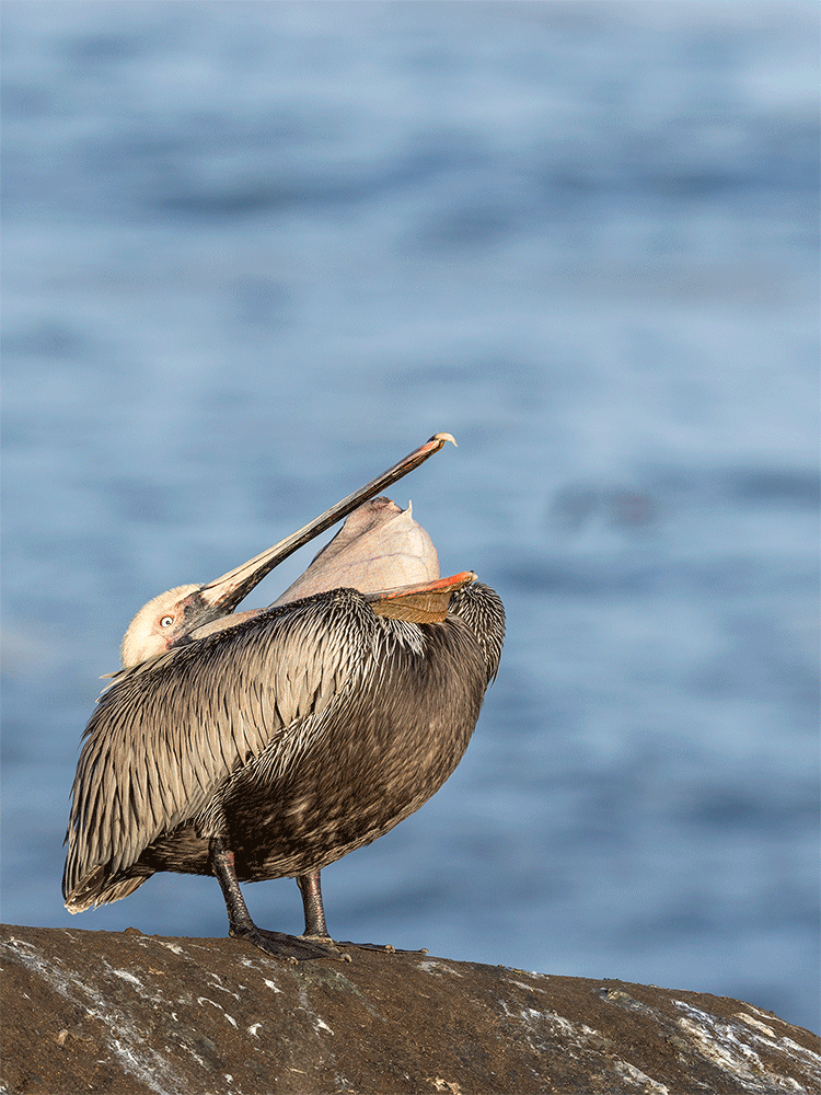 Brown pelican head throw animated GIF