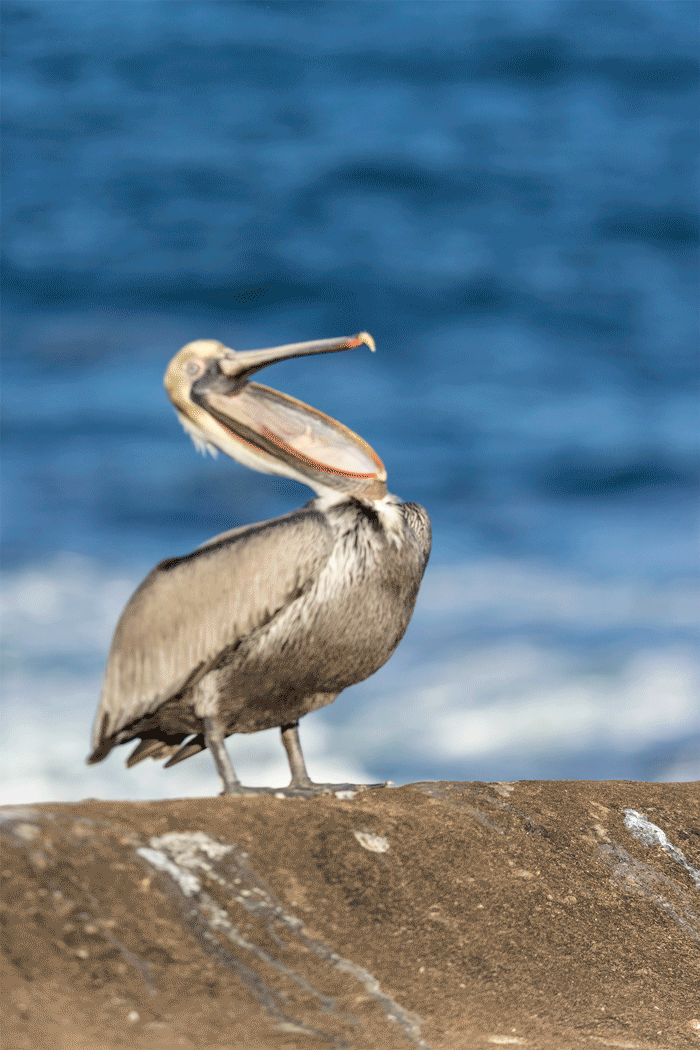 Brown pelican head throw animated GIF