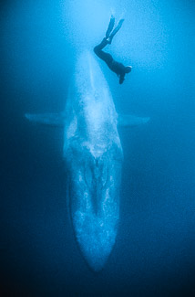 Enormous blue whale swims below me in the open ocean, photo by Mike Johnson / Earthwindow.com