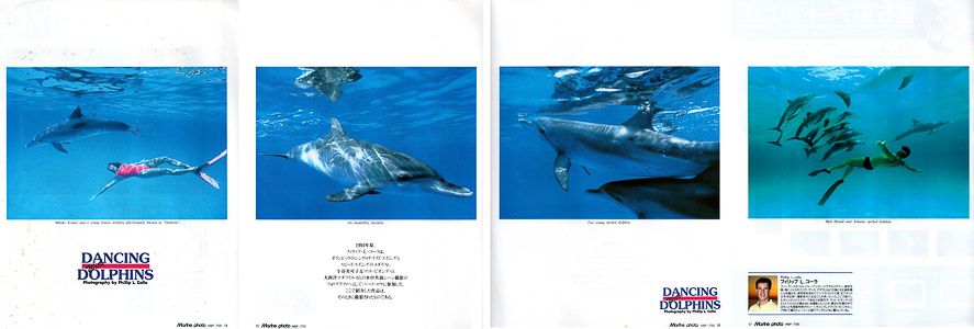 Dolphin Pictorial Dolphin Pictorial