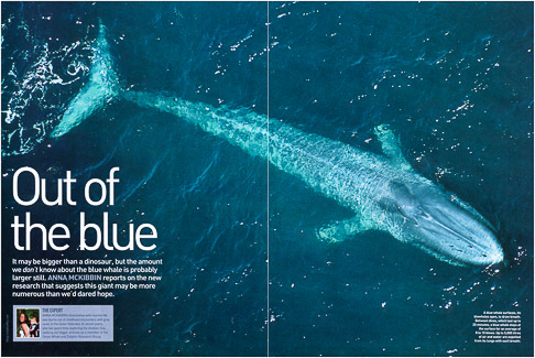 National Geographic Blue Whale Spread