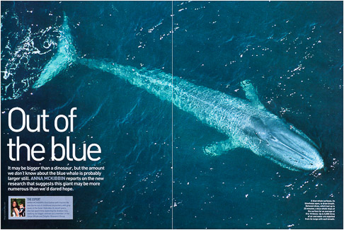 National Geographic Blue Whale Spread National Geographic Blue Whale Spread