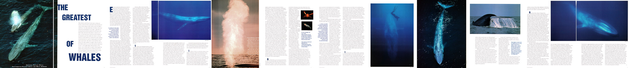 Ocean Realm Blue Whale Article Ocean Realm Blue Whale Article