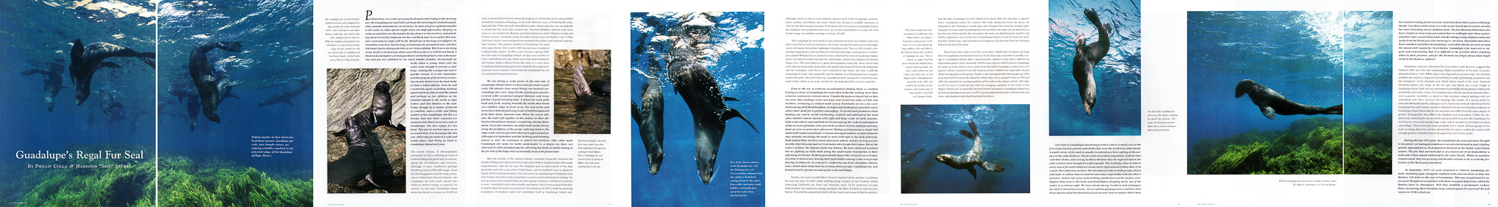 Ocean Realm Guadalupe Fur Seal Article Ocean Realm Guadalupe Fur Seal Article