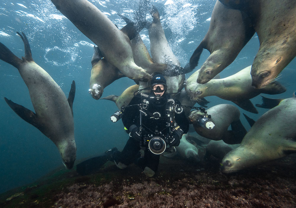 Steller Sea Lion and Diver, Image Copyright Mike Perdue