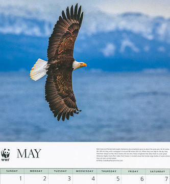 World Wildlife Fund Eagles 2022 calendar World Wildlife Fund Eagles 2022 calendar