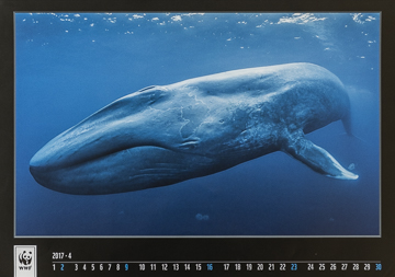 WWF Calendar, blue whale